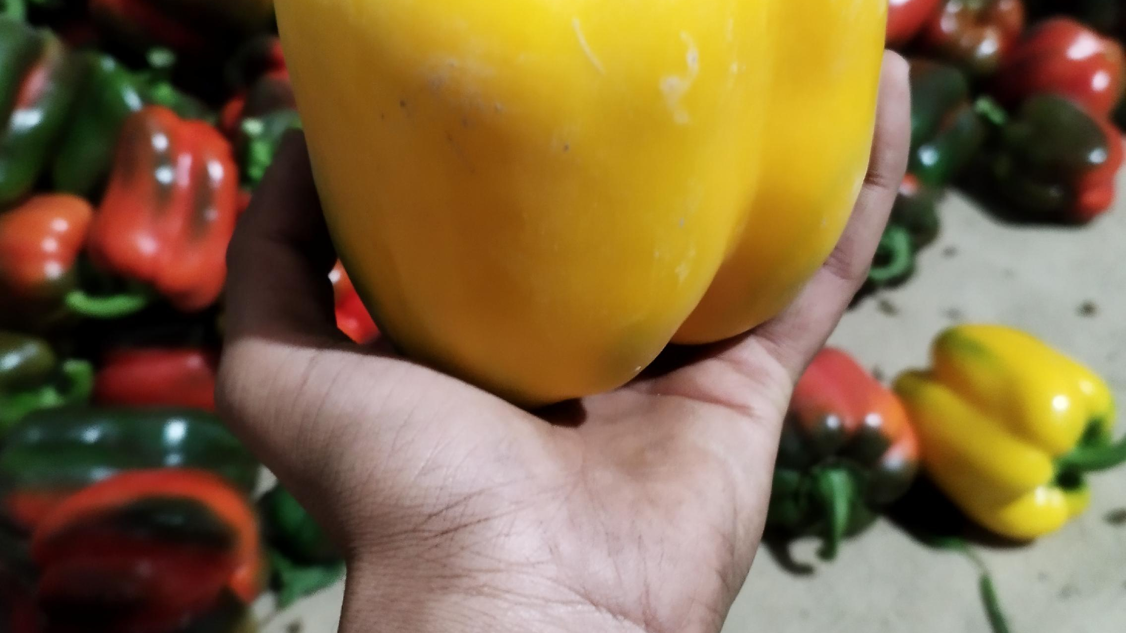 گلخانه عارف بزرگی