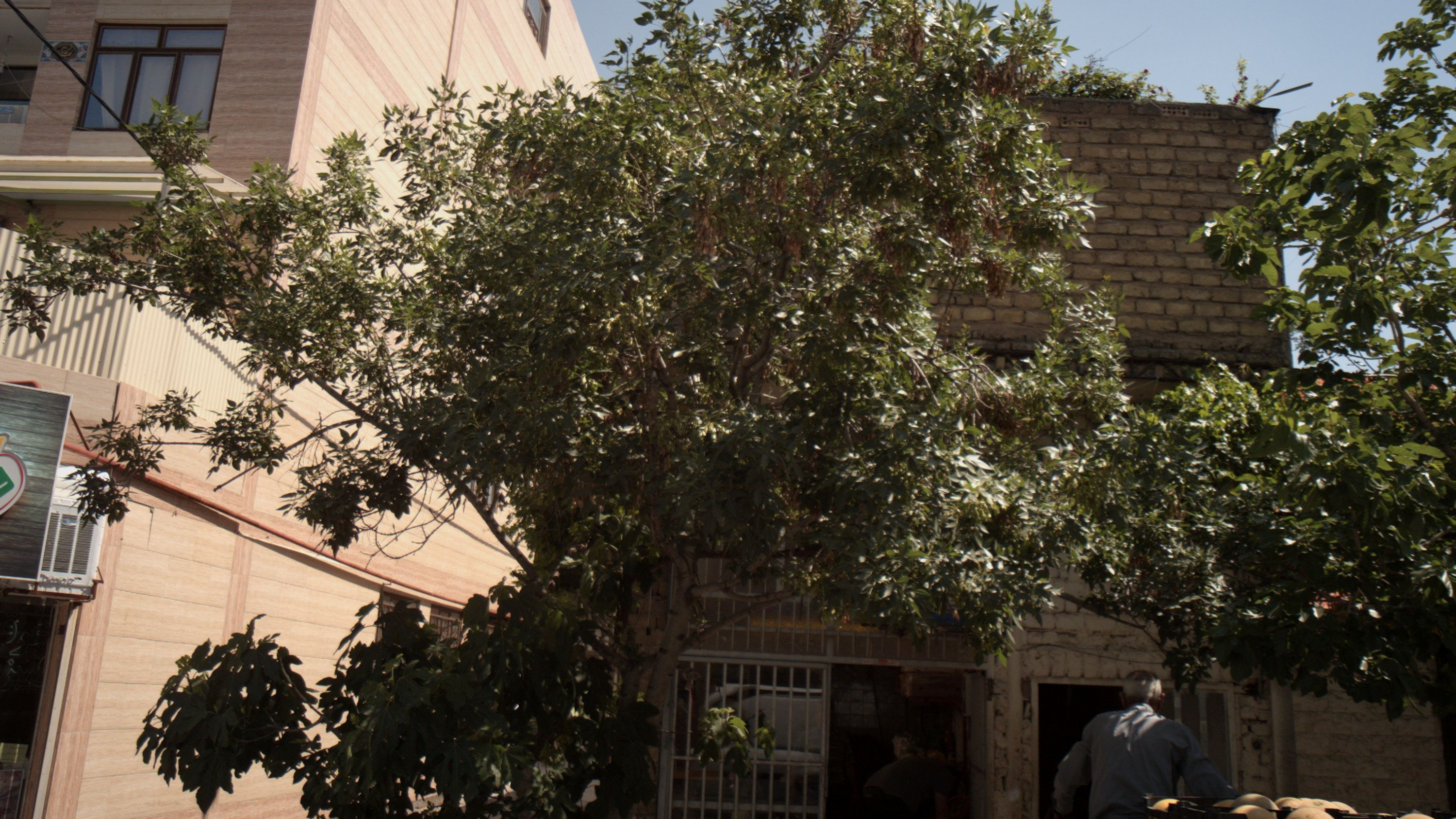 میوه فروشی
