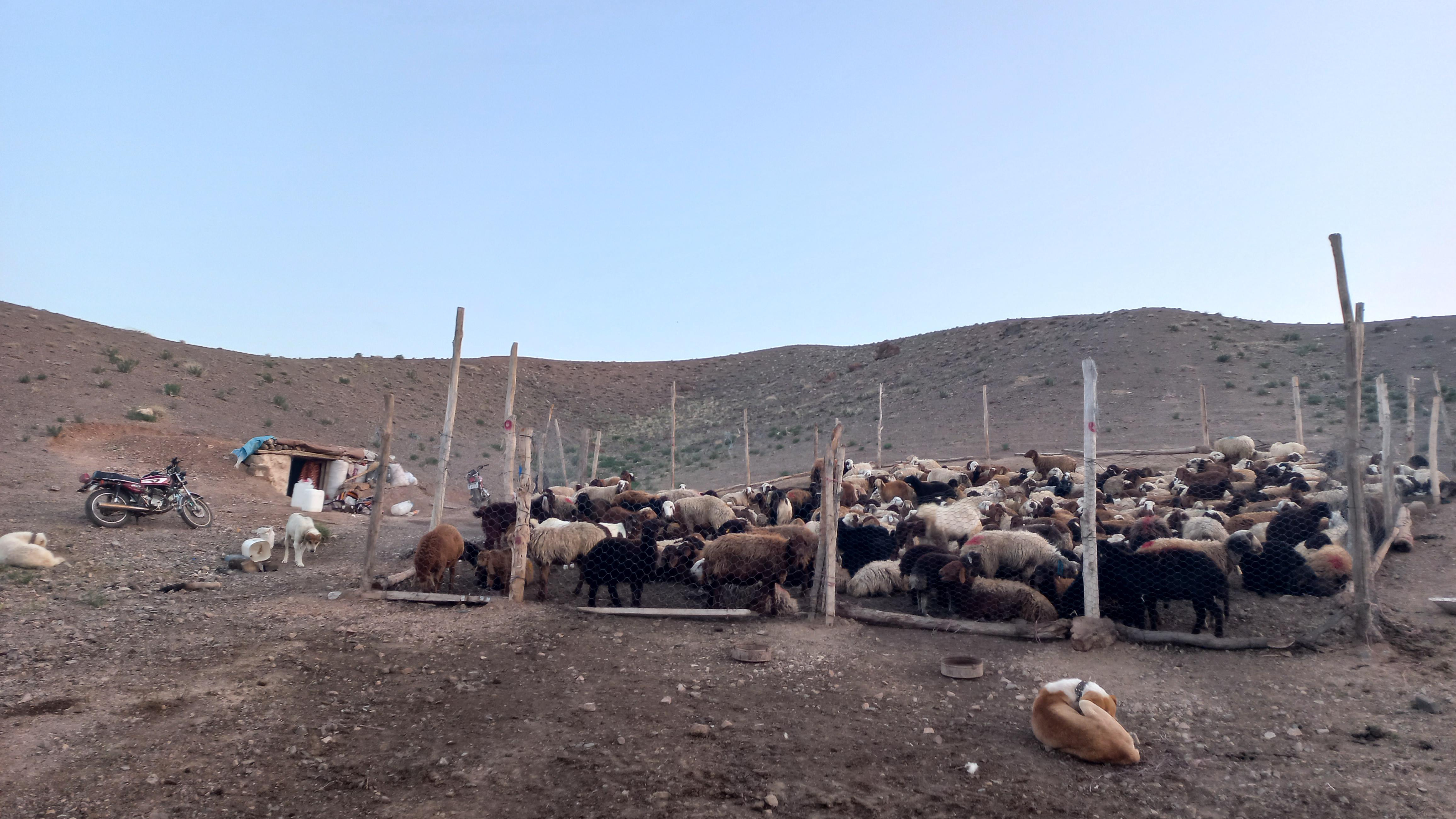 دامداری حسن فریمانه