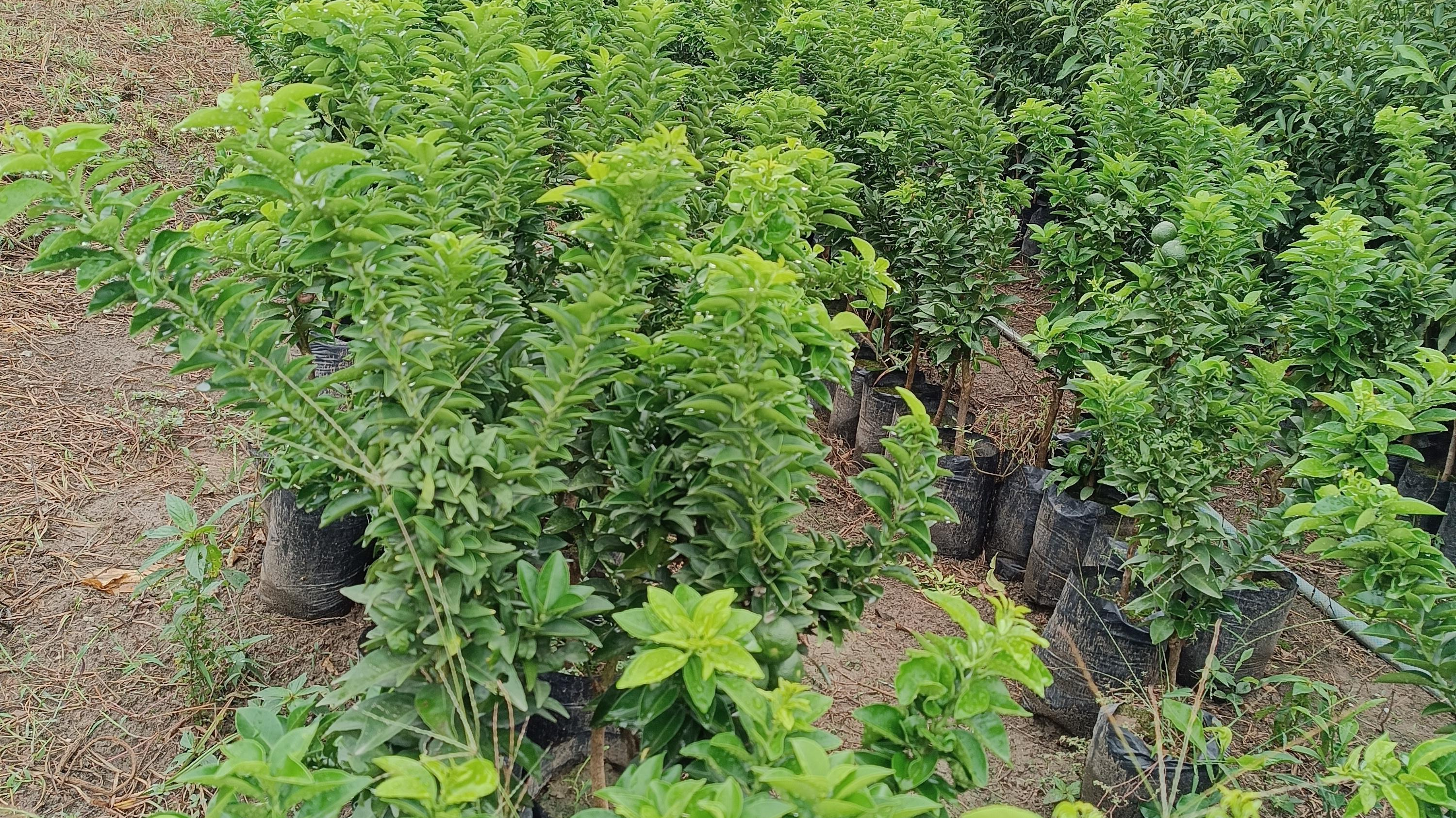 نهالستان قمی کلا