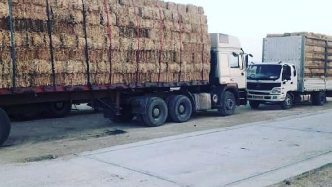 باسکول فرهادی