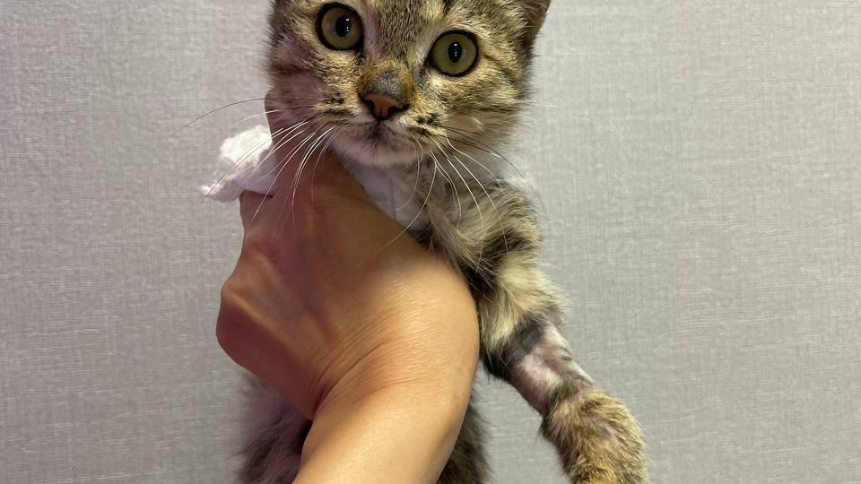 کلینیک دامپزشکی مرکزی استان قم