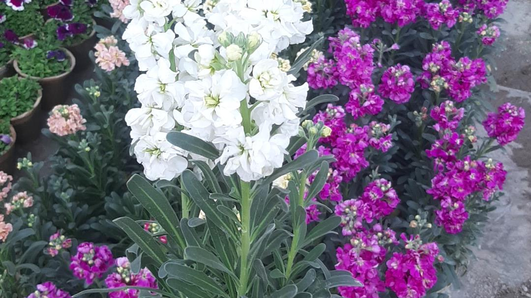 گلخانه دهکده سپیدار سبز
