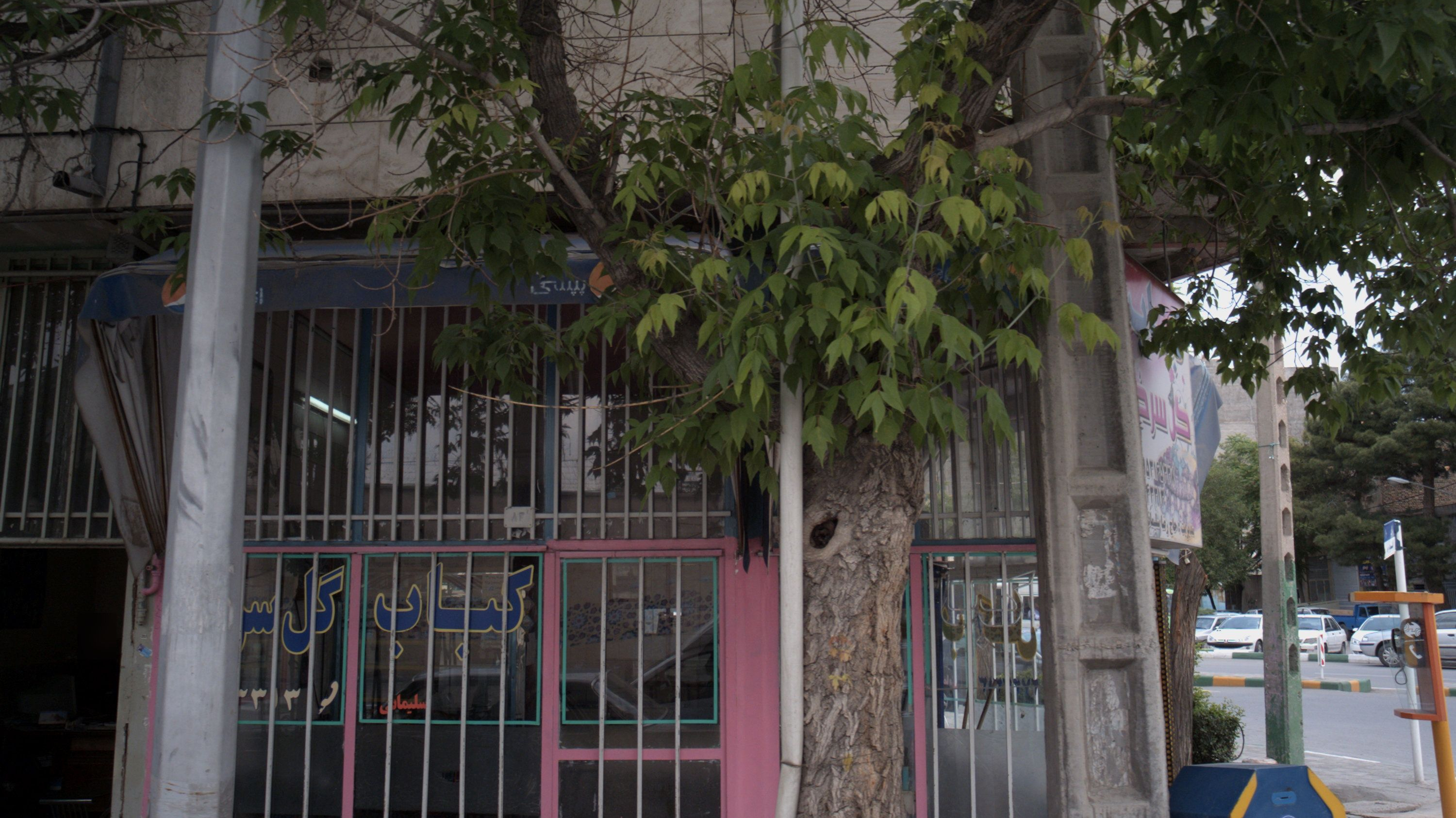 کبابی گل سرخ