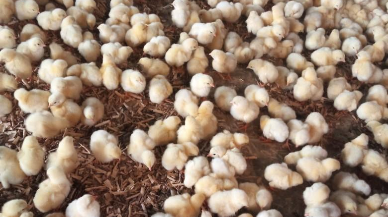 مرغداری حاج امید