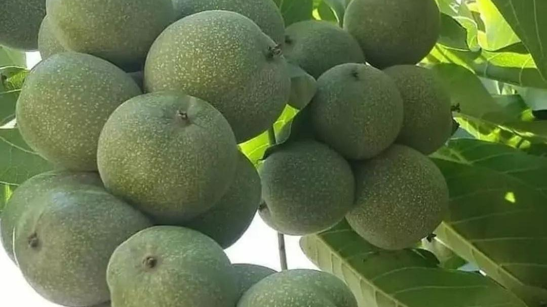 نهالستان جهاد سبز