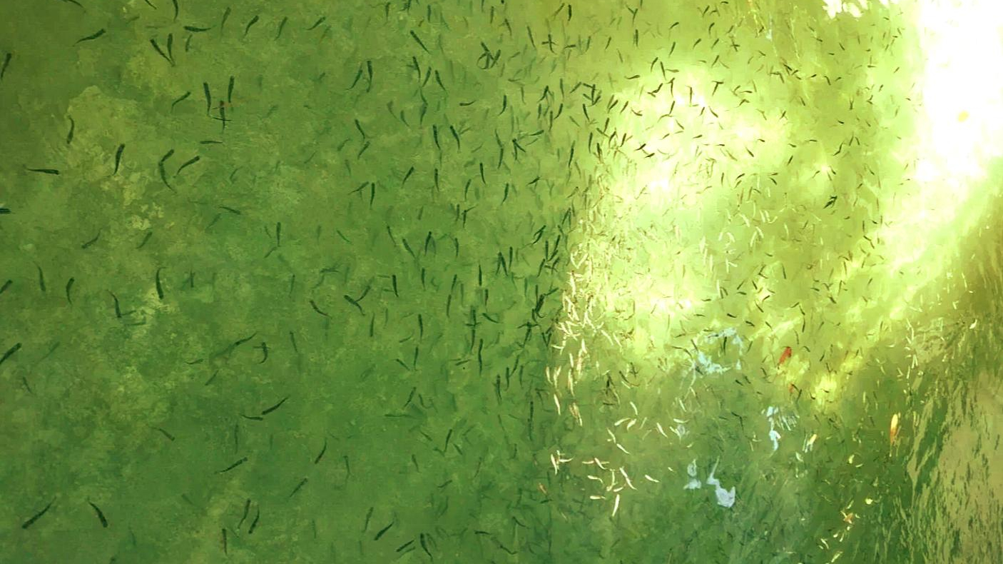 پرورش ماهی تک