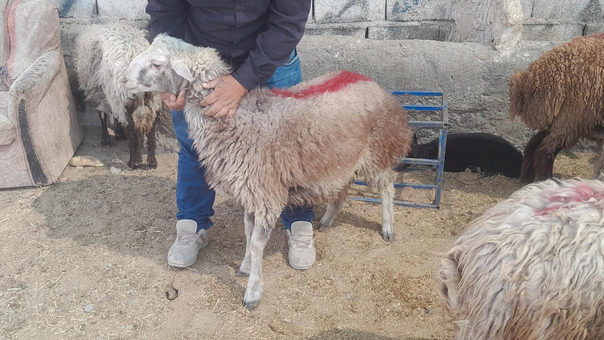 گوسفند زنده بابر