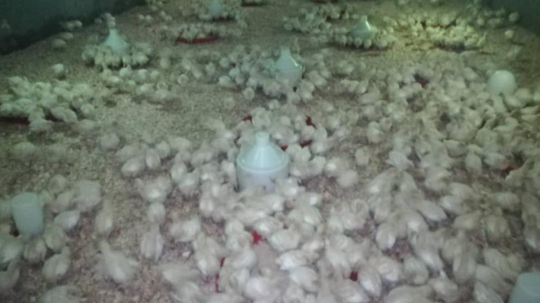 مزرعه پرورش بوقلمون افروزان