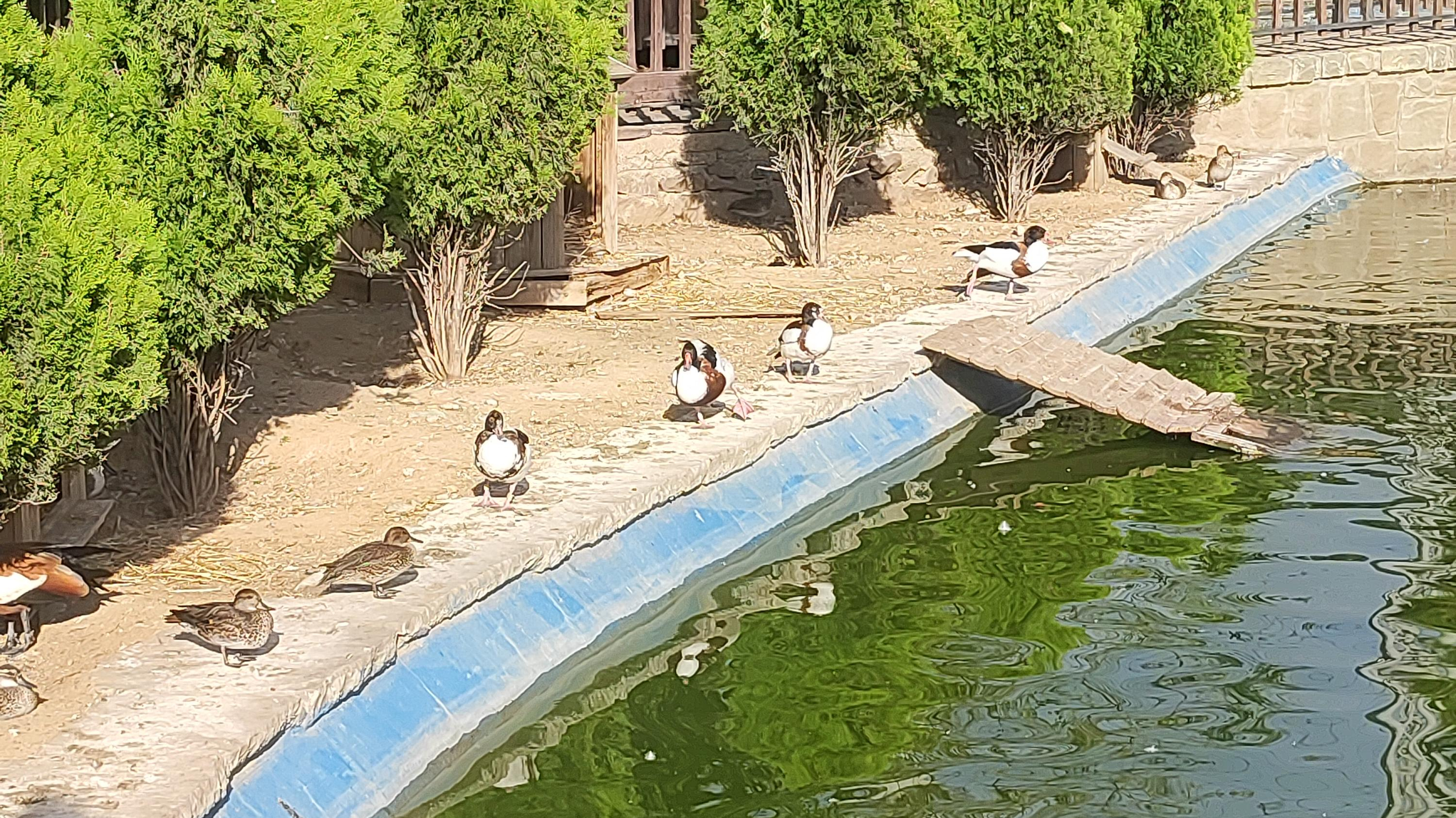 باغ پرندگان