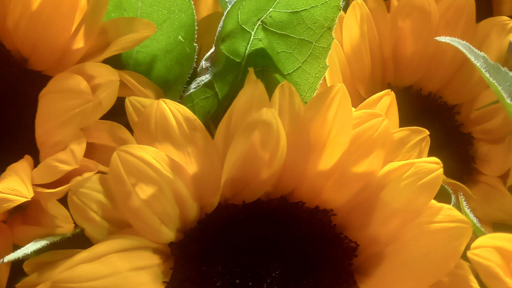 گلفروشی بهاره