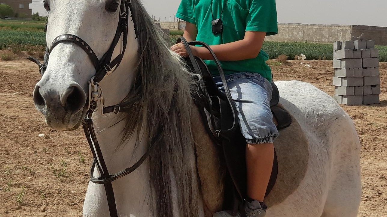 پرورش اسب کوهستان منصوری