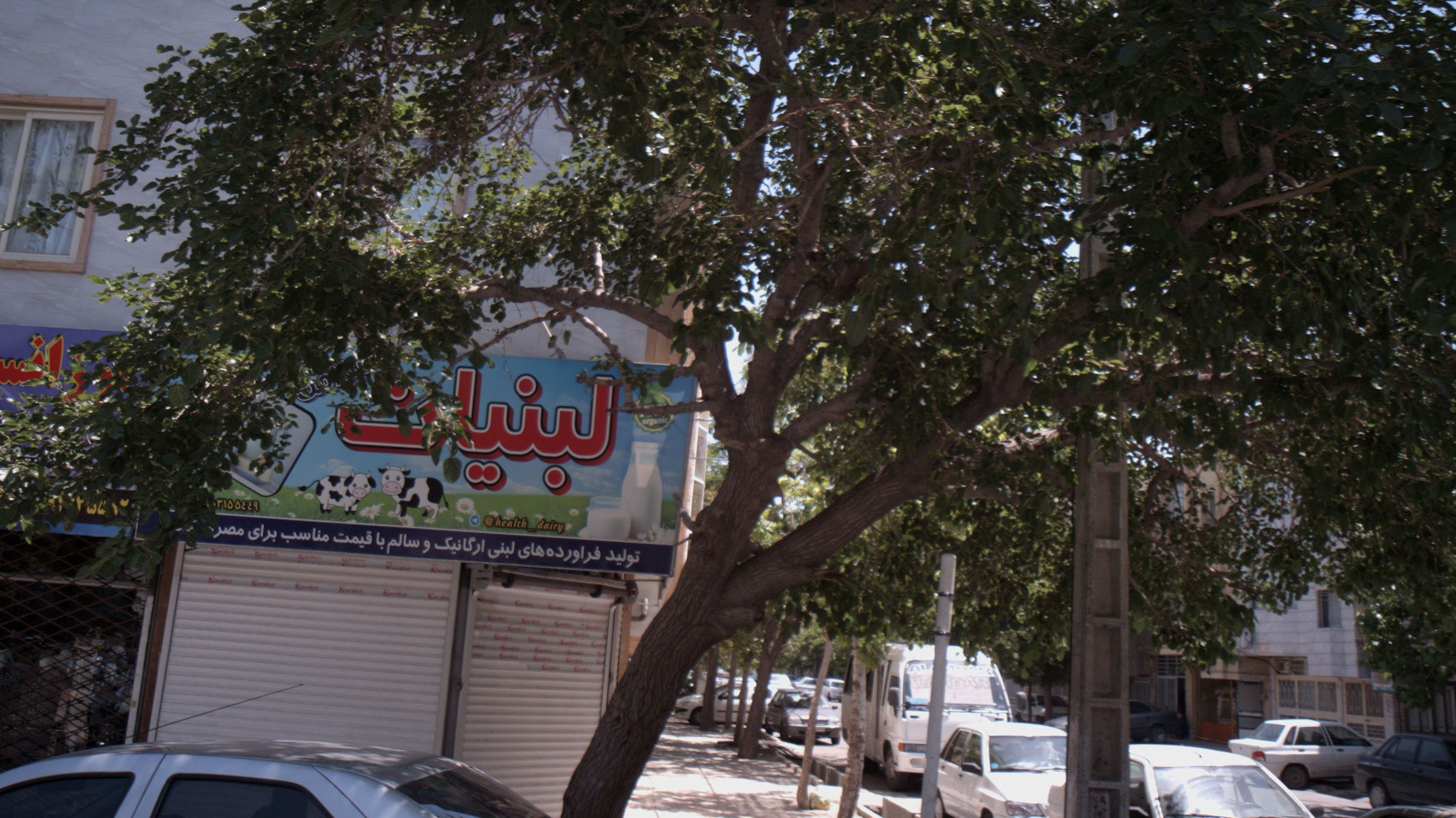 لبنیات سلامت