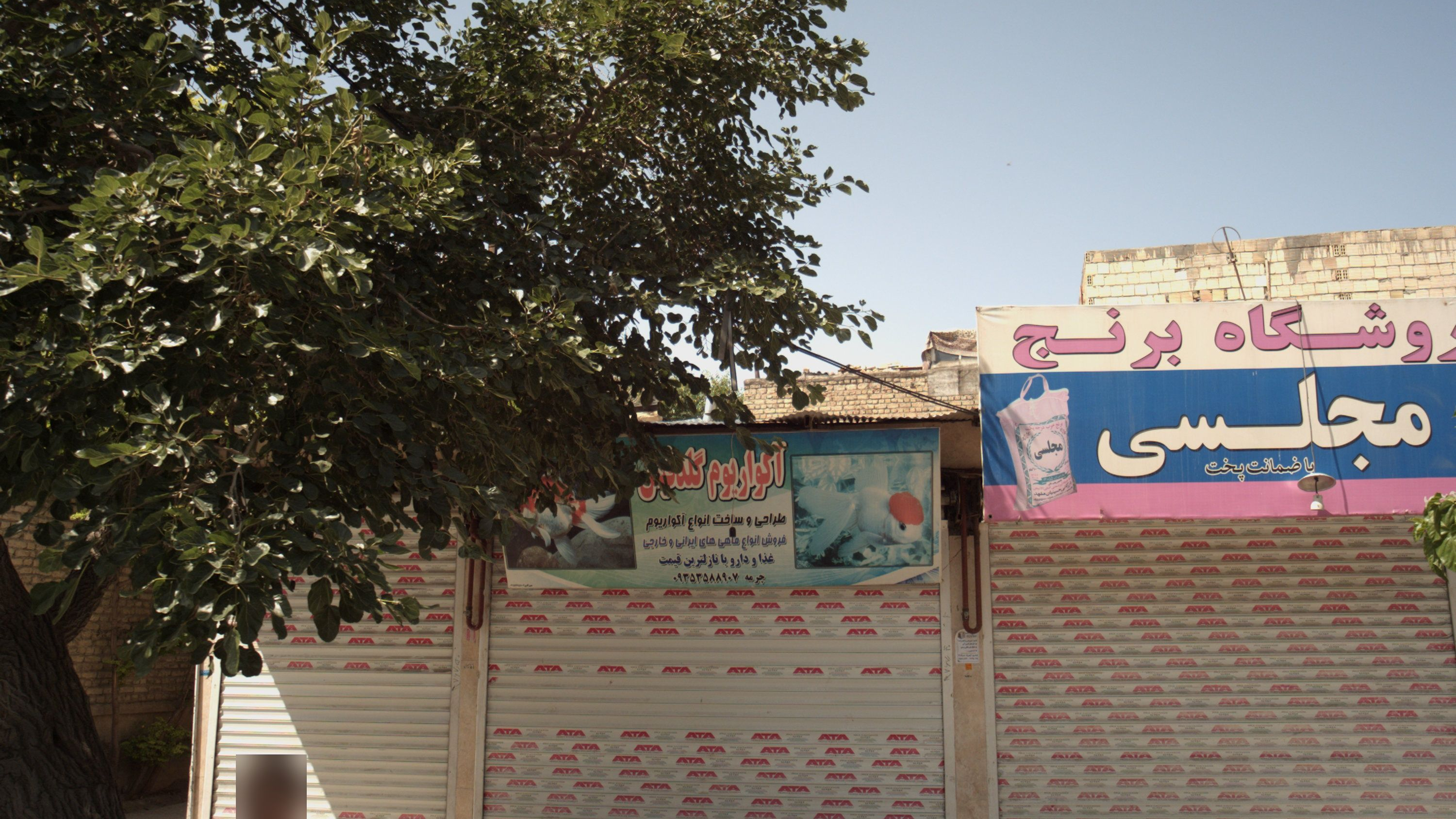 فروشگاه برنج مجلسی