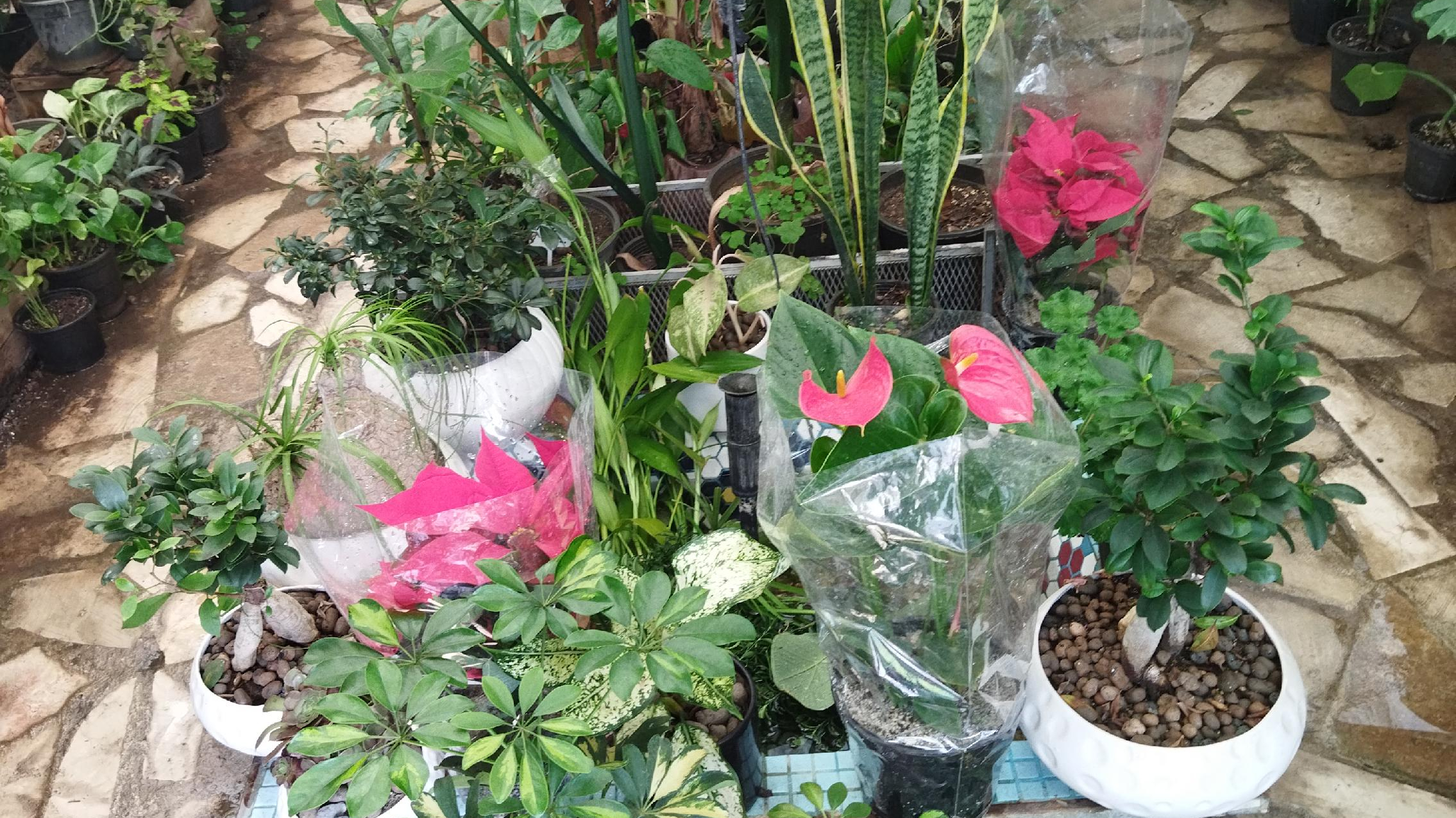 خانه گل گلاریس