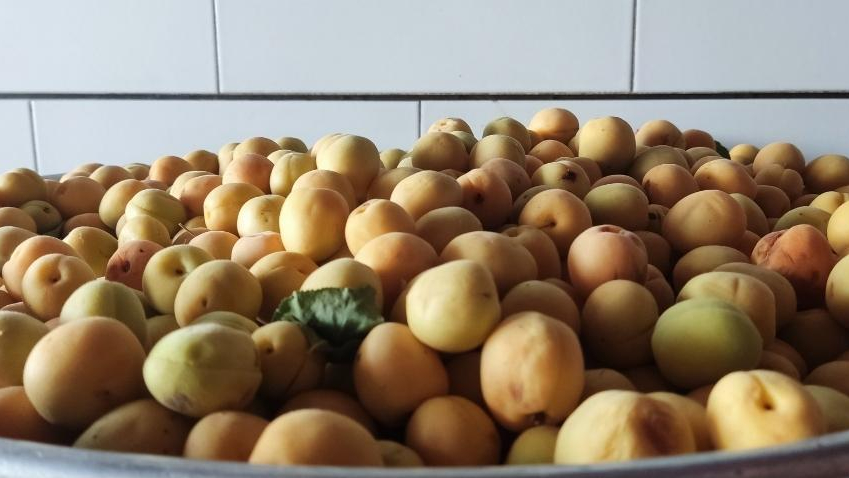 میوه فروشی حیدری