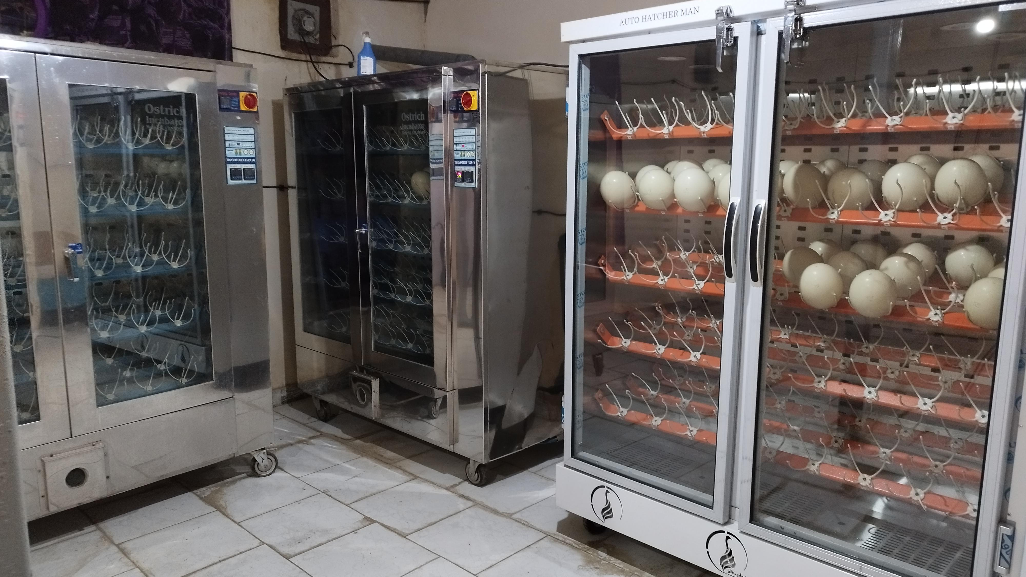 مزرعه پرورش شترمرغ نظری