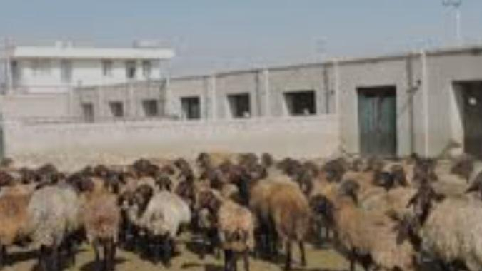 دامداری محمد نایب