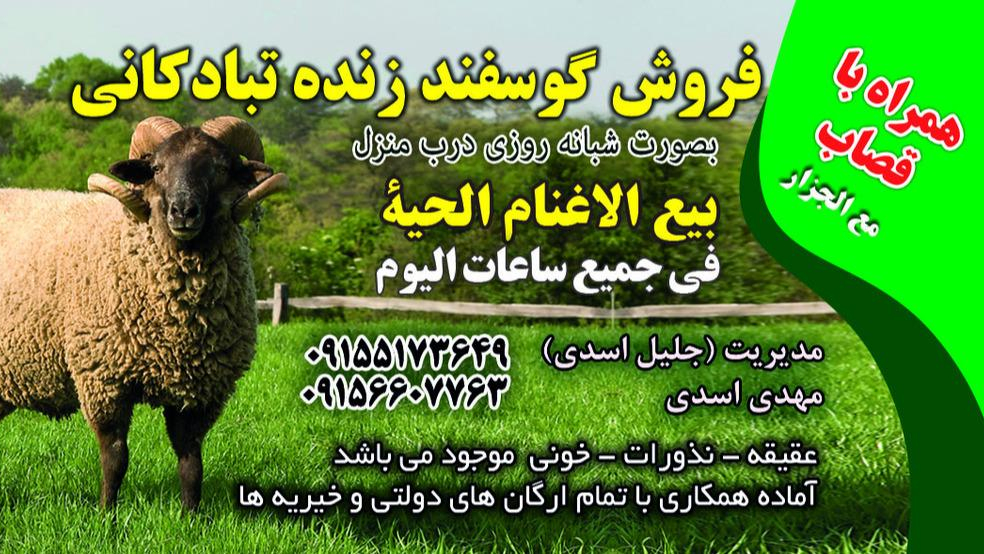 گوسفند زنده تبادکانی