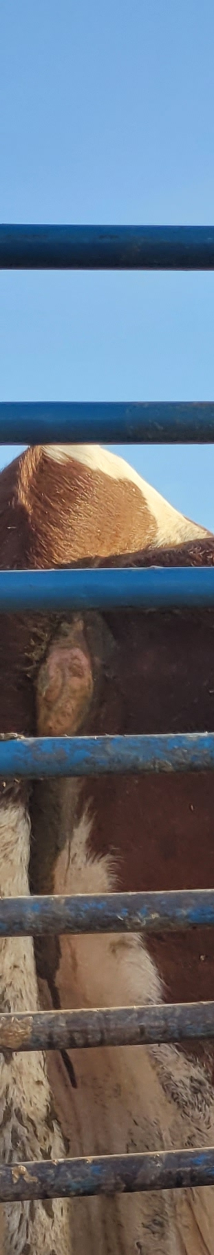 دامداری خانی