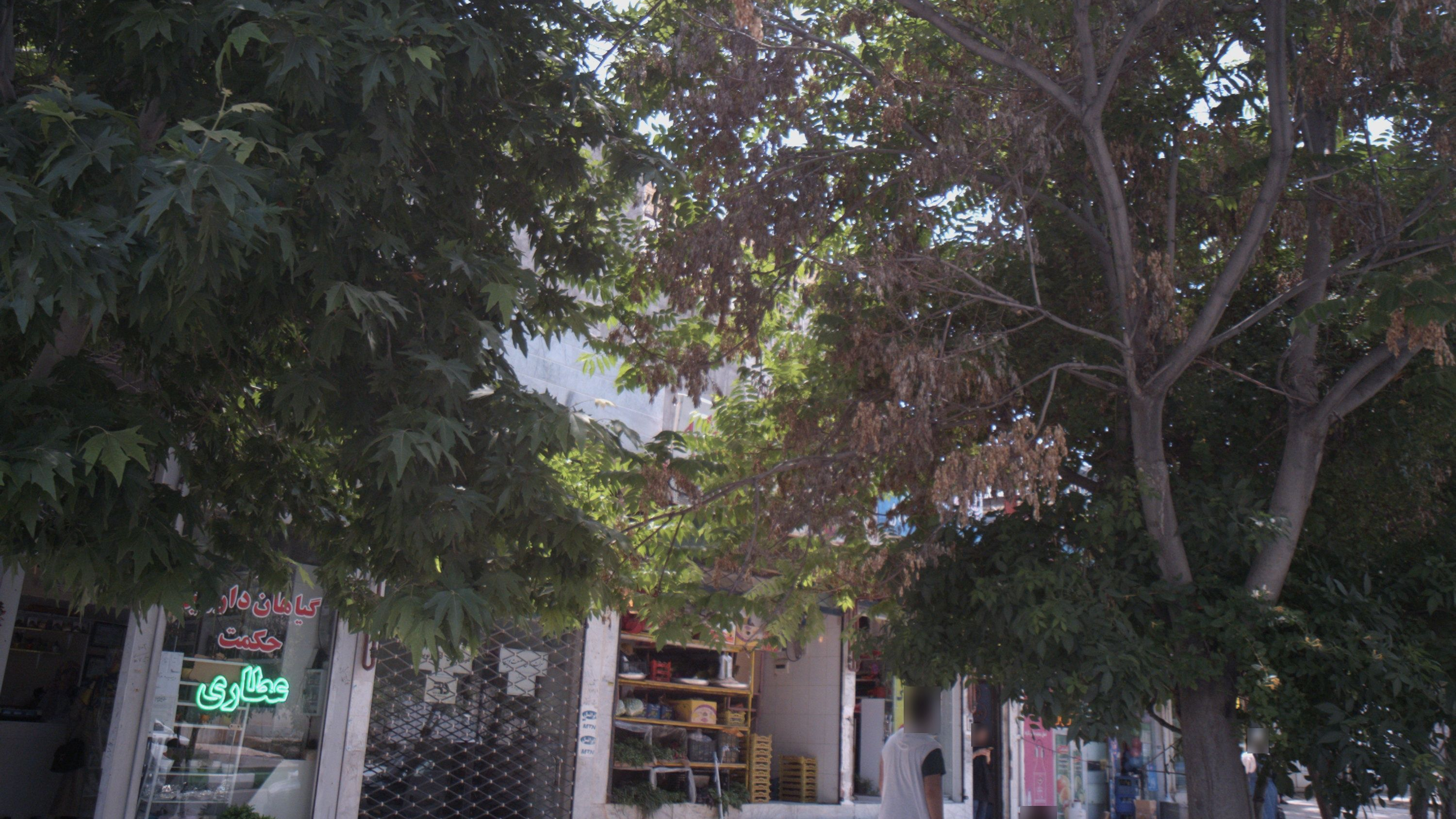 گیاهان دارویی حکمت