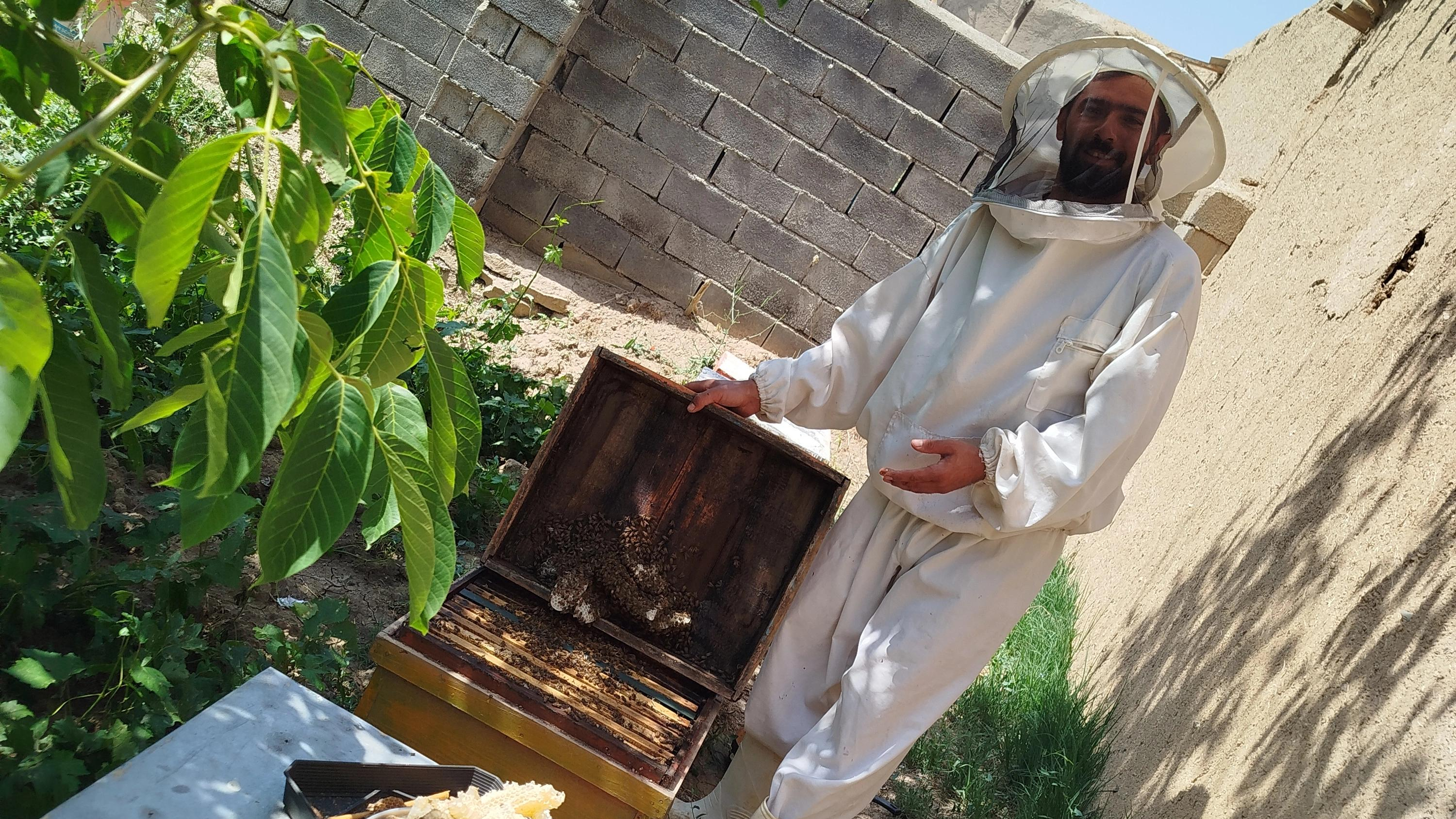 زنبورستان تقی بیگی