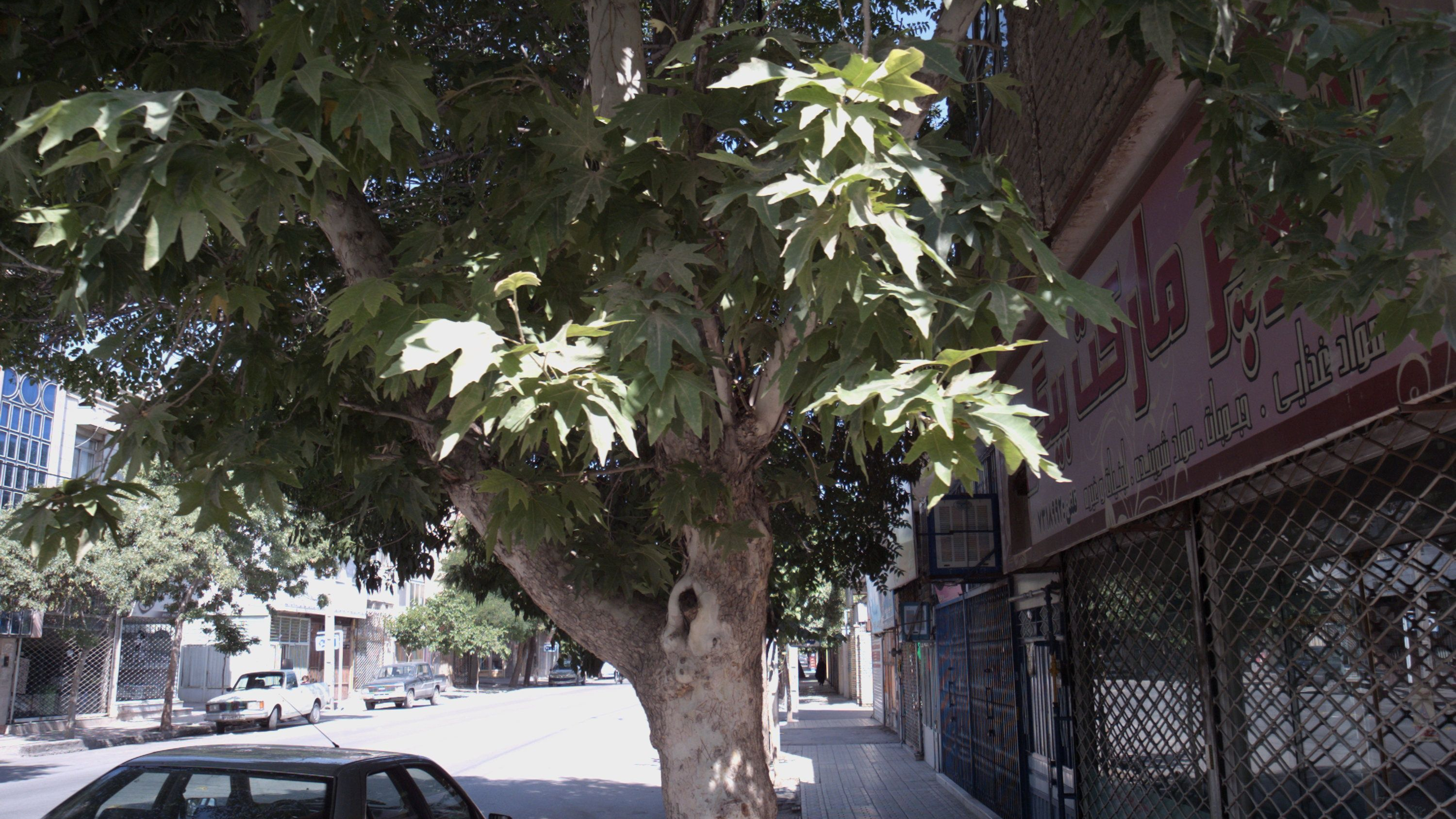 سوپرمارکت بیگی