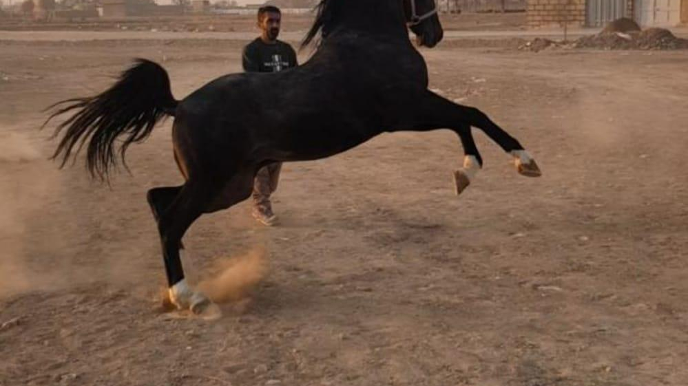 مجموعه پرورش اسب ارس عنایتی زاده پویا بقایی