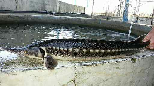 مزرعه ماهی آبیس