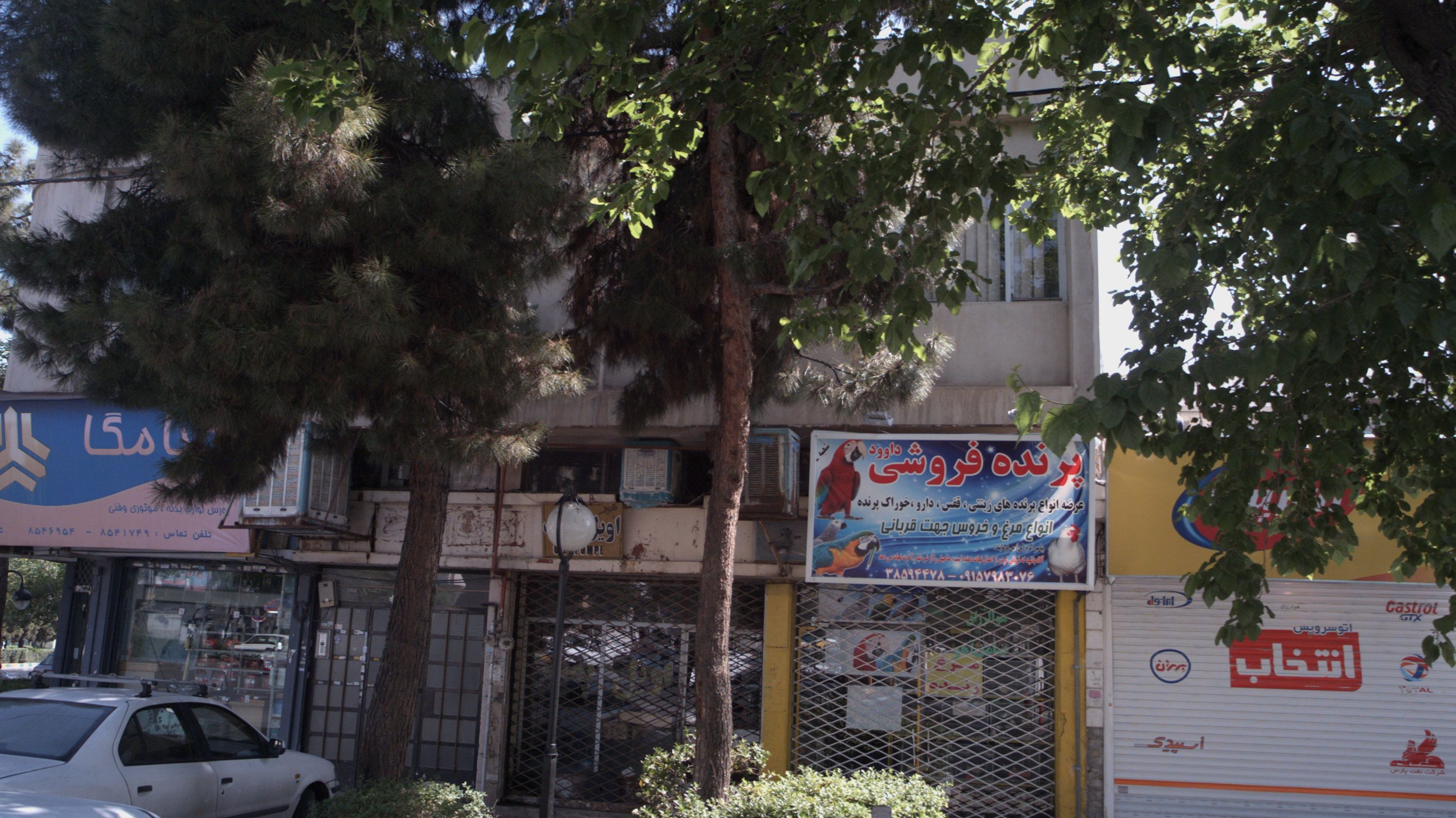 پرنده فروشی داوود