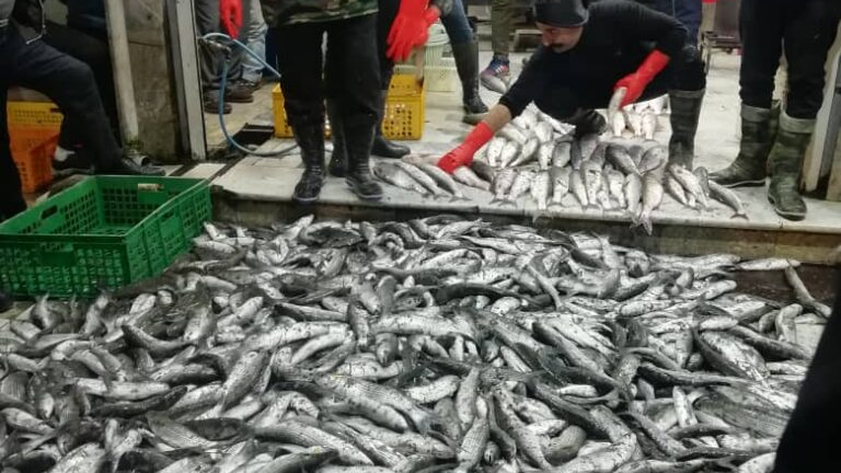 بازار ماهی‌ فروشان تنکابن