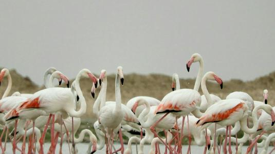 تالاب البرز