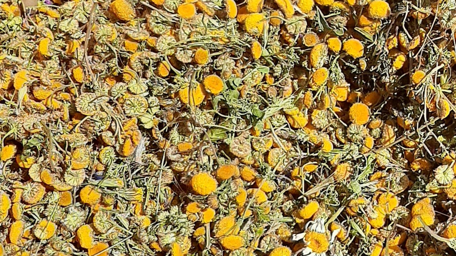 گیاهان دارویی
