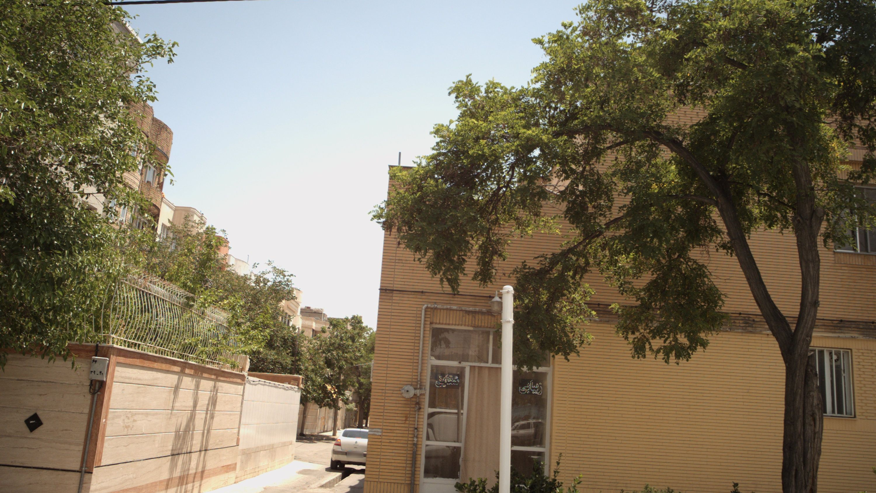 زیبایی شقایق
