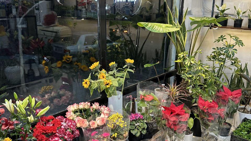 گل ارکیده سفید