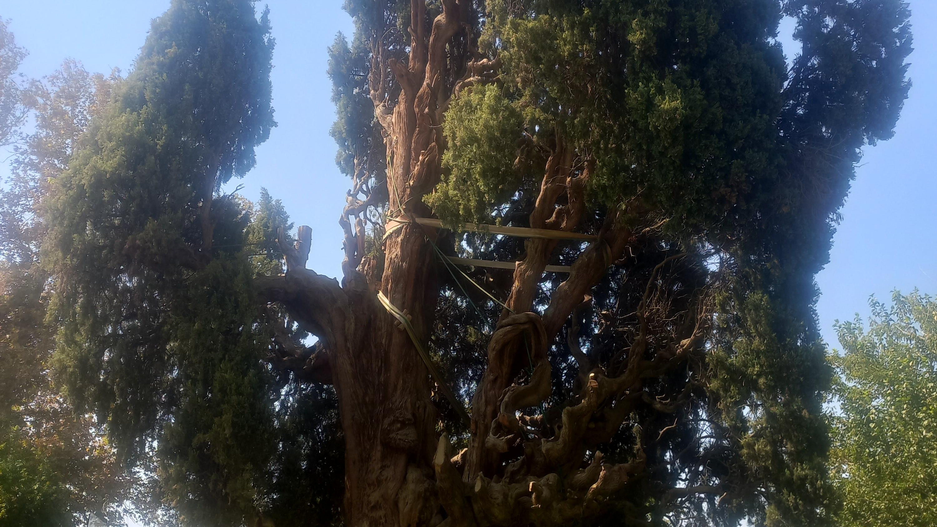 سرو کهنسال مهریز