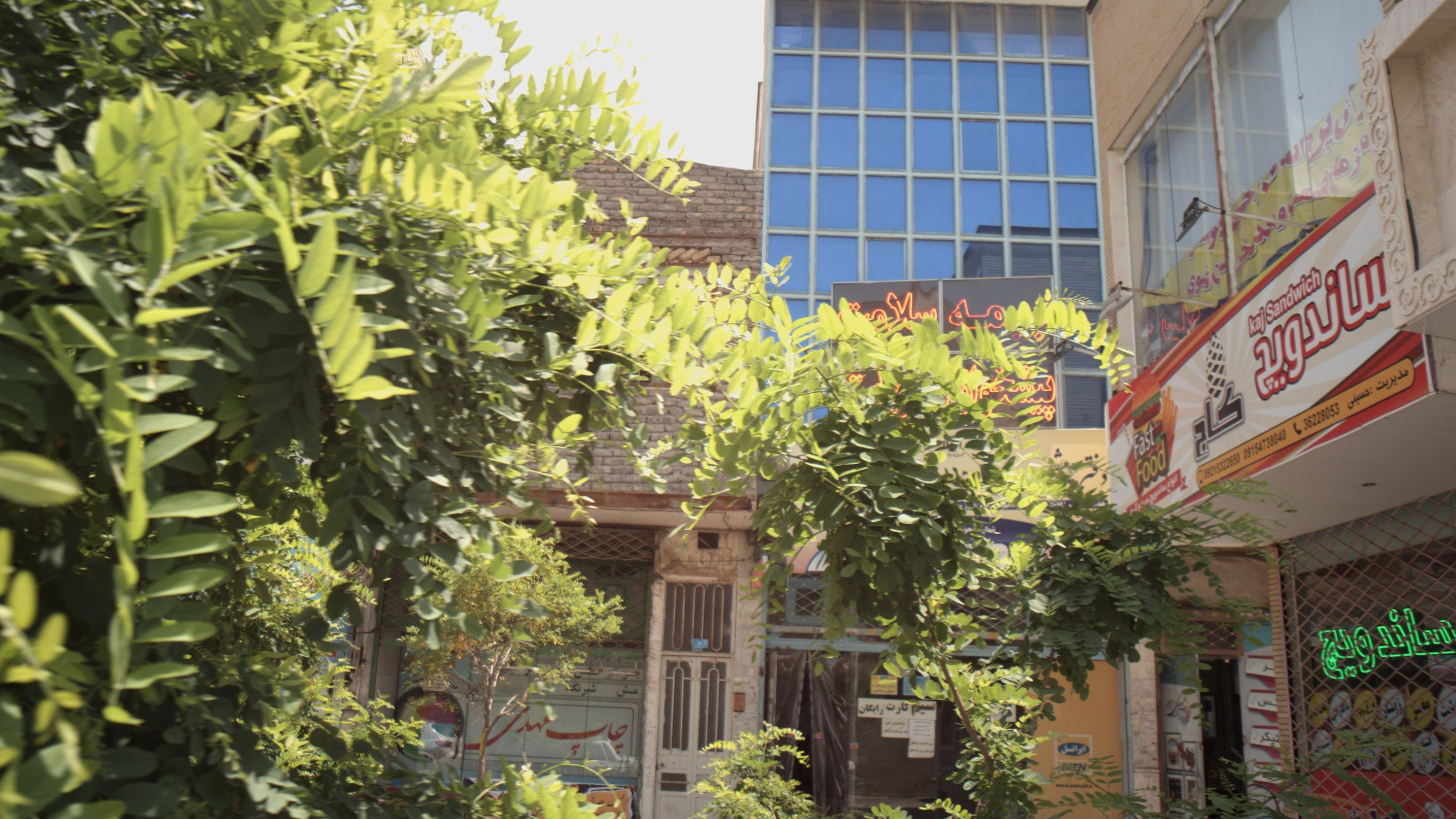 ساندویچ کاج
