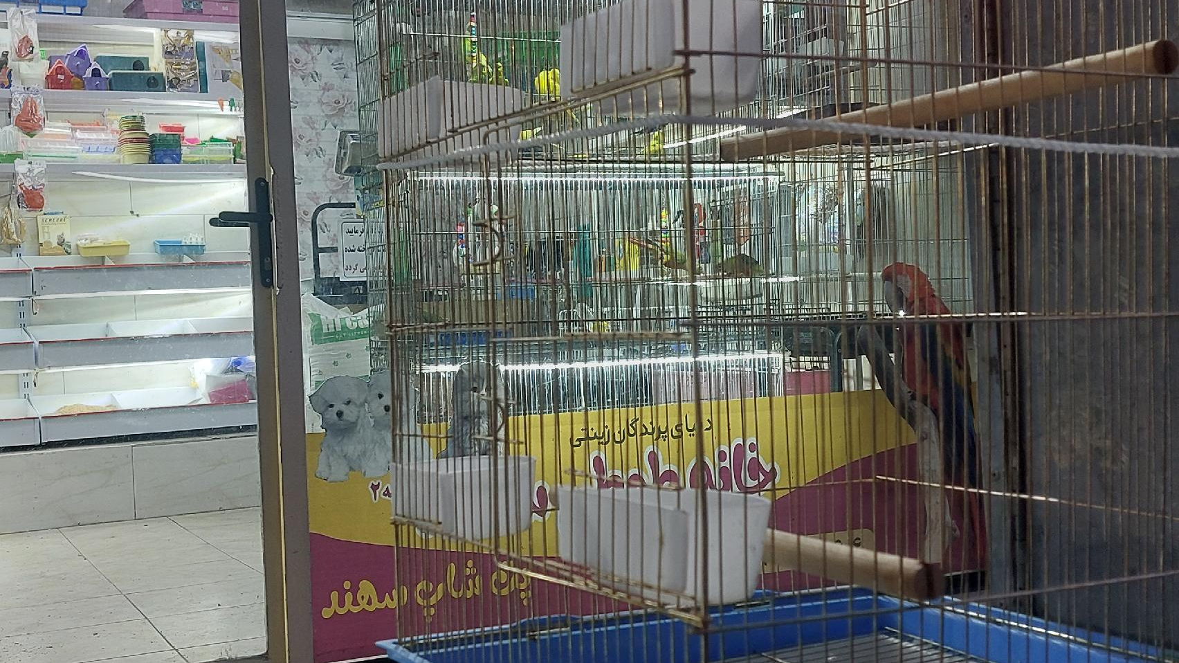 پرنده فروشی سهند