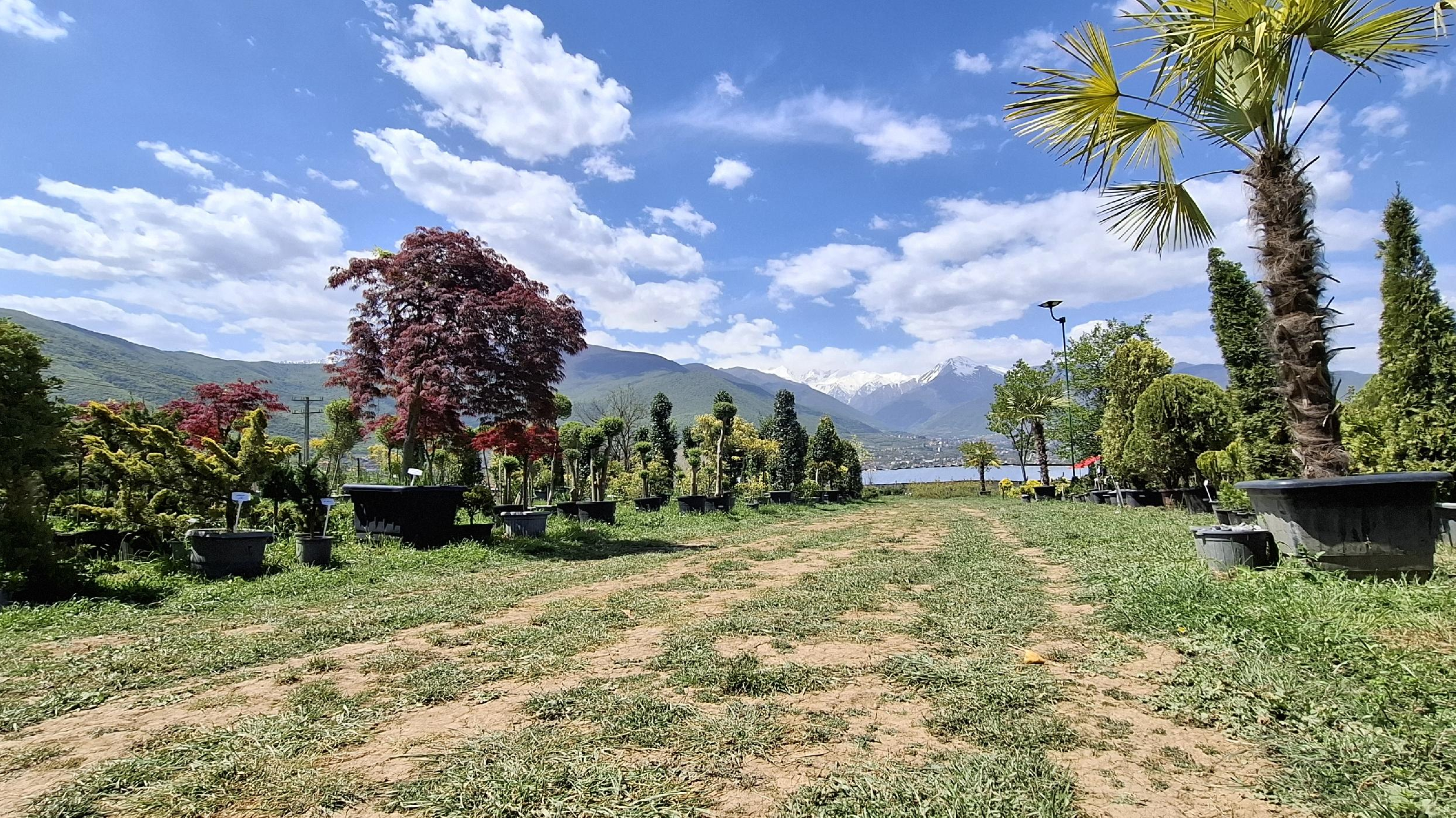 گل و گیاه ژینکو