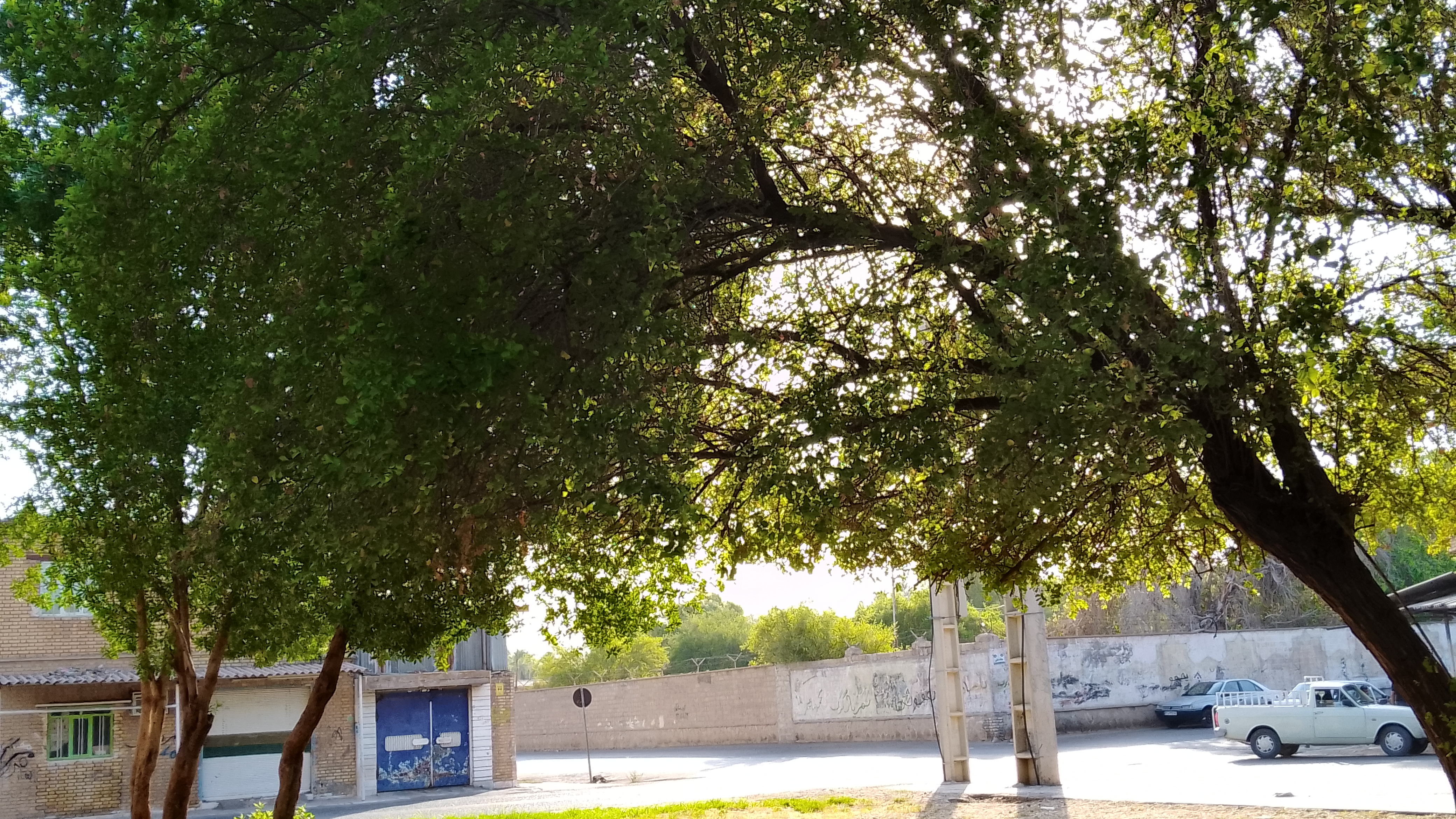 پارک جوزی