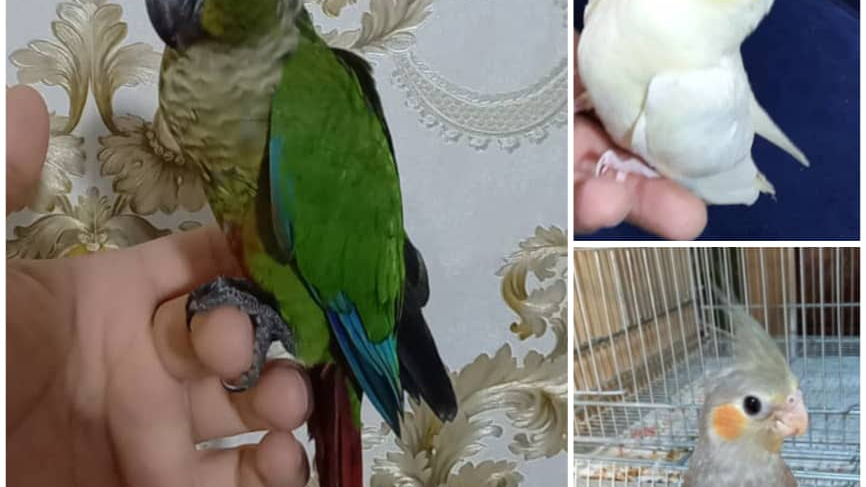 سالن پرورش طوطی علی نژاد parrot Alinezhad