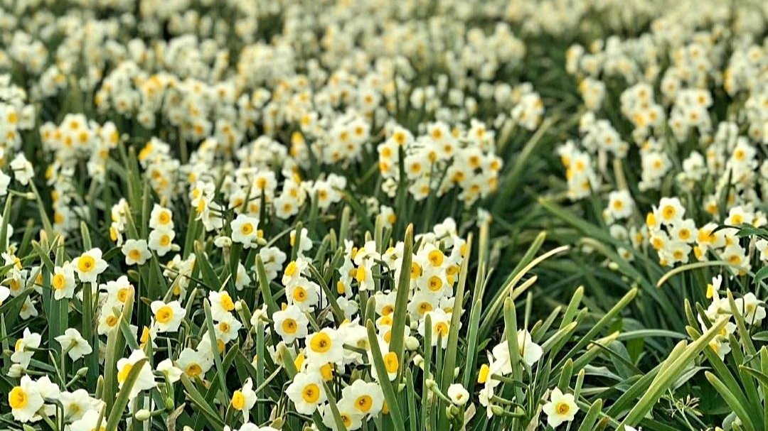 نرگسزار اسدی