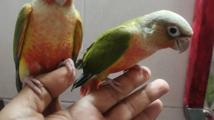 پرنده سرای لاکچری