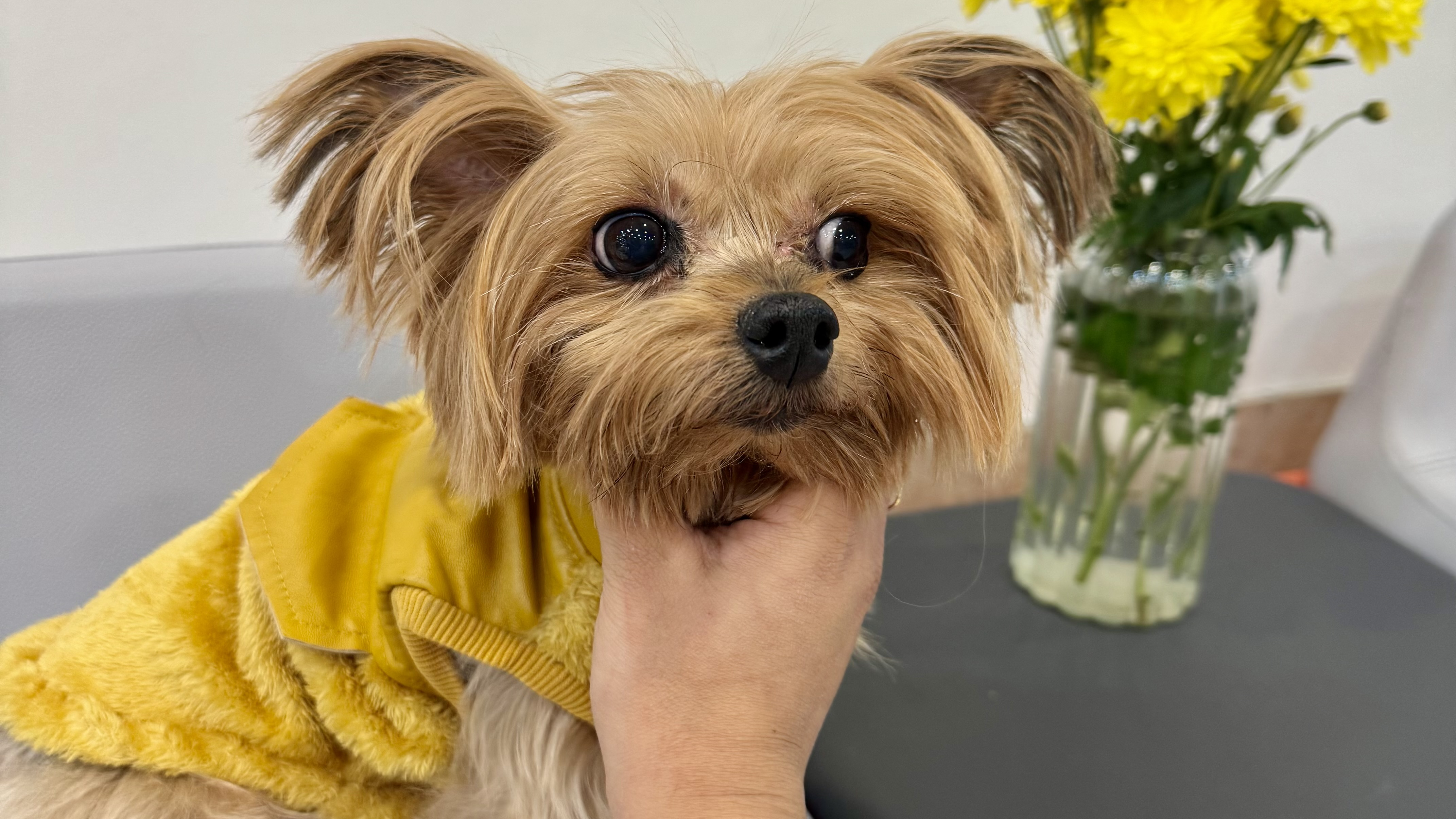 کلینیک دامپزشکی رنیسا