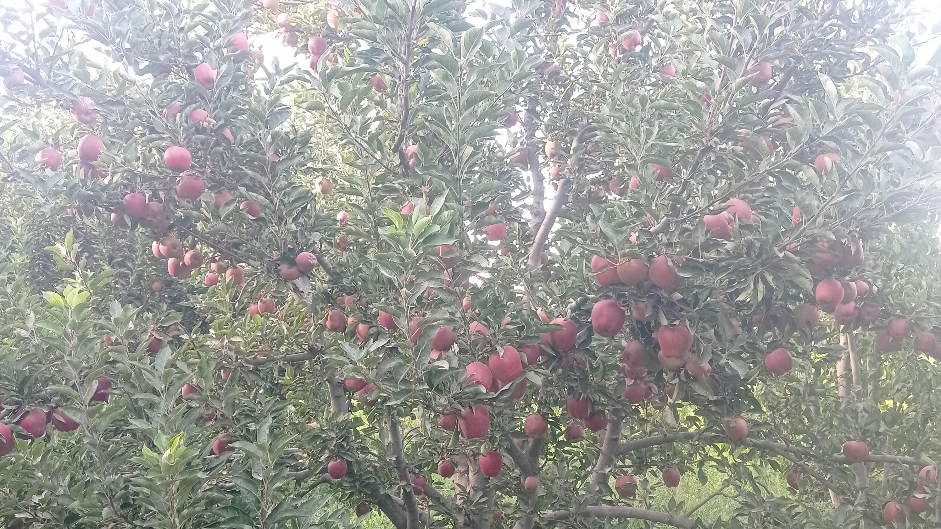 نهالستان خوشه طلا