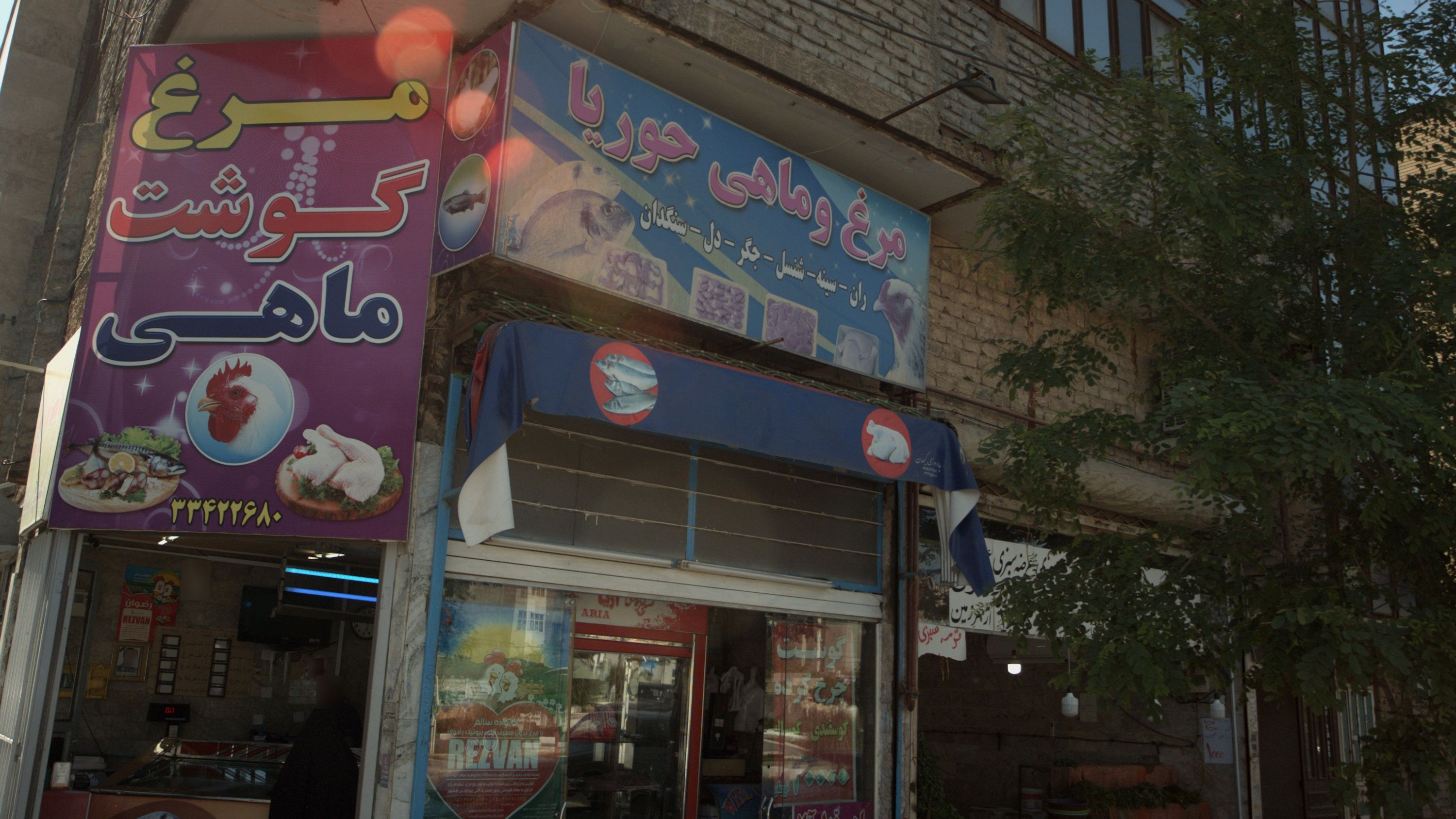 مرغ و ماهی حوریا
