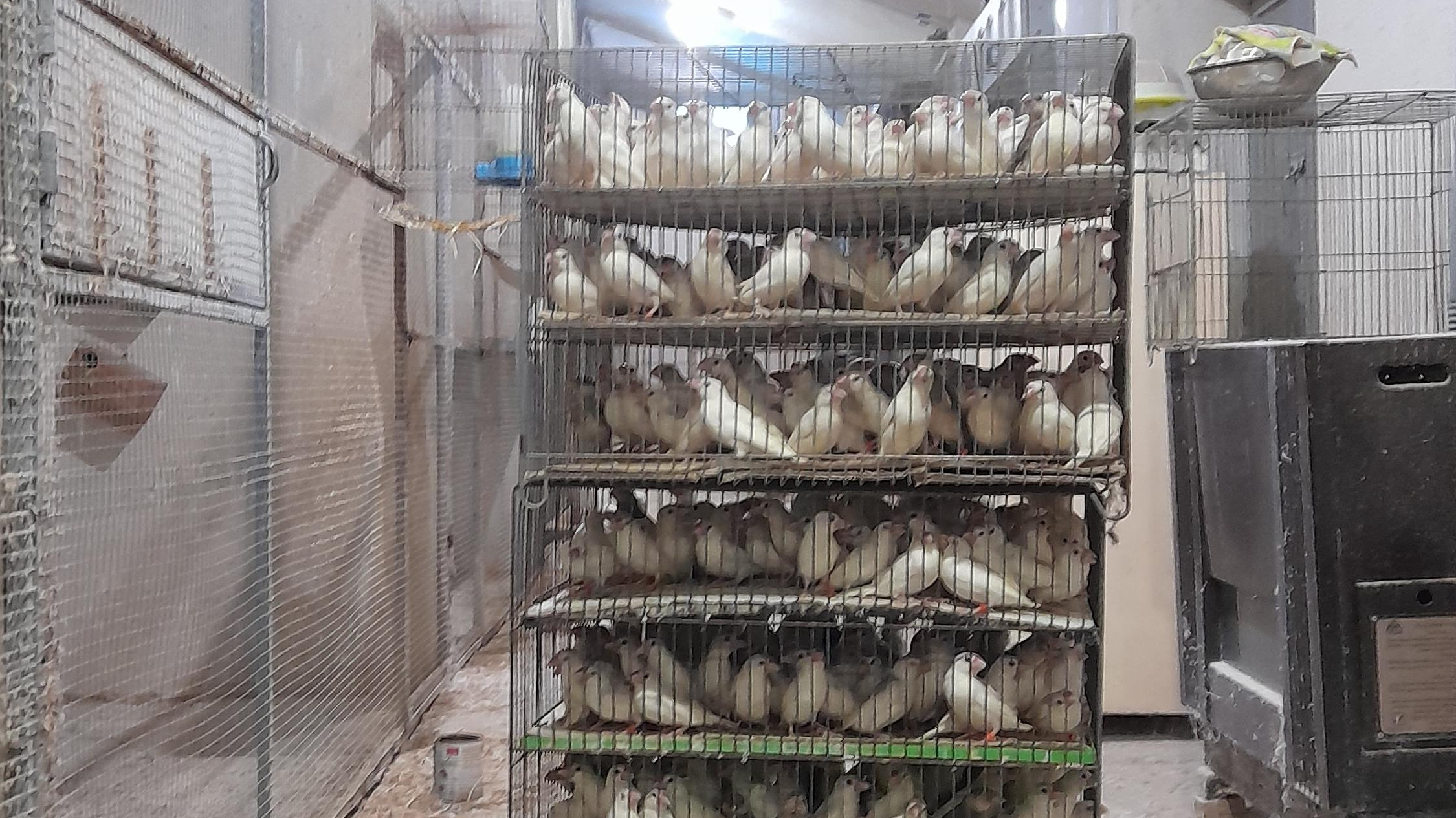 مرکز پرورش پرندگان زینتی
