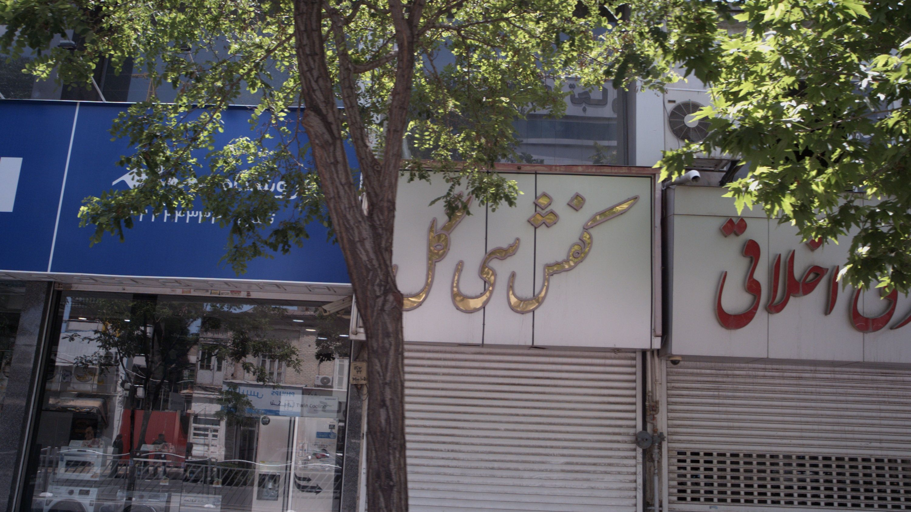 کفش سی گل
