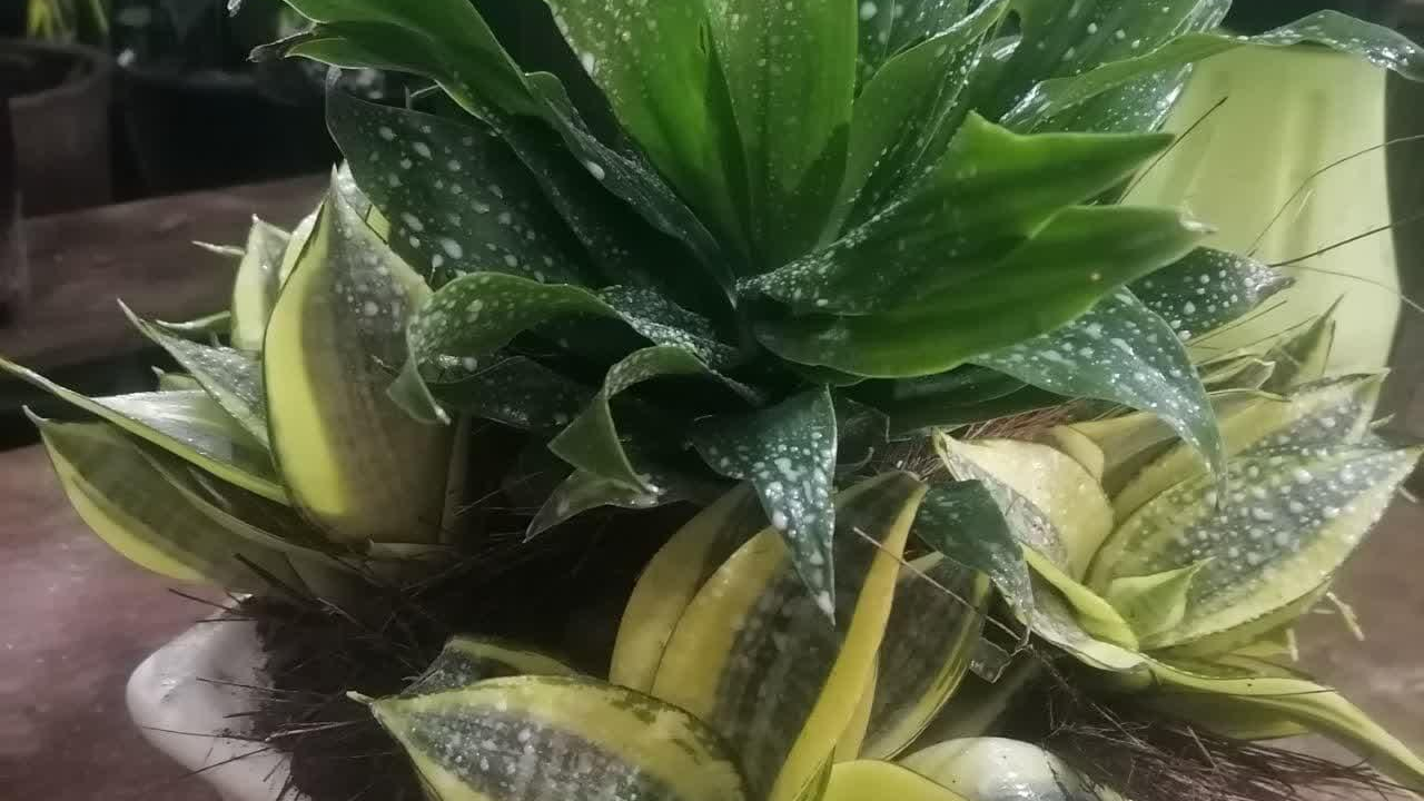 گلخانه رمضانی