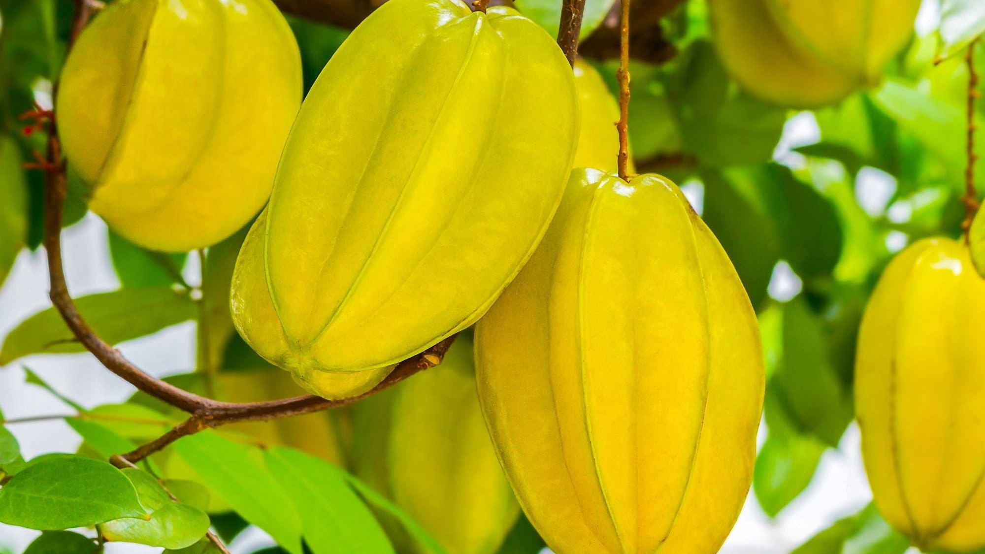 مزرعه استوایی رویش